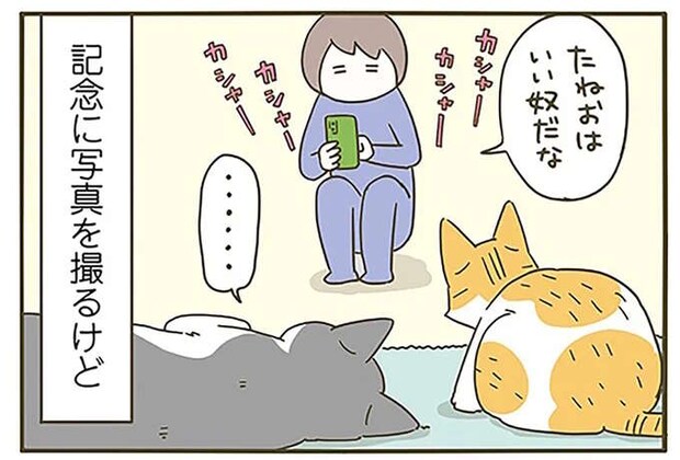 先輩猫に寄り添う新入り猫。写真を撮ろうとすると...あああ/うちの猫がまた変なことしてる。6