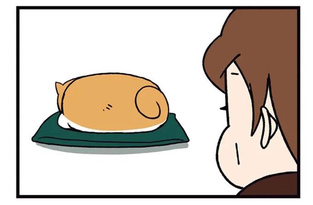 「あ...寝そう」睡魔と戦う柴犬。ウトウトしてハッ...飼い主が思うことは／ドヤ顔柴犬どんぐり2