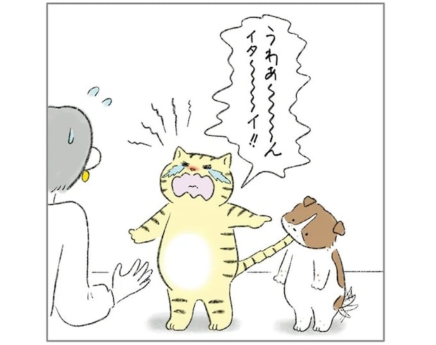 先住猫が新入り犬にプリプリ！ でも、ふたりが仲良くなったきっかけは...／元ノラ猫と元保護犬、ふたりは親友