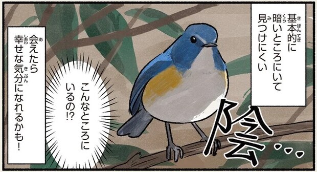 公園で会えるのは冬の間だけ。見かけたら幸せな気分になれるかも...？／まだまだ！意外と知らない鳥の生活