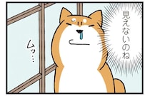 障子の外を見たかった柴犬。手段を選んでいられず...もう！／ドヤ顔柴犬どんぐり2