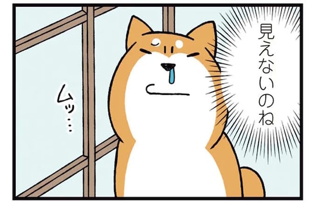 障子の外を見たかった柴犬。手段を選んでいられず...もう！／ドヤ顔柴犬どんぐり2