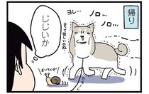 全力で散歩を楽しむ柴犬。全てを出し切った帰りは...そうなるの!?／ドヤ顔柴犬どんぐり2
