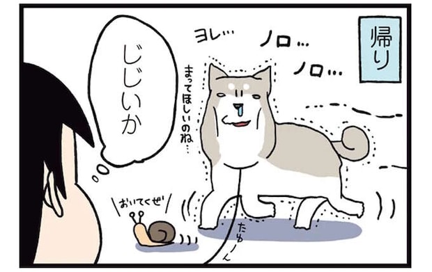 全力で散歩を楽しむ柴犬。全てを出し切った帰りは...そうなるの!?/ドヤ顔柴犬どんぐり2