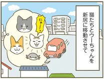 引っ越し直後、ナーバスになる猫。遊ぼうとしたら...ごめんなさい！／うちの猫がまた変なことしてる。7