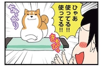 柴犬に通じない飼い主の優しさ。良かれと思って買ってきたのに...／ドヤ顔柴犬どんぐり2