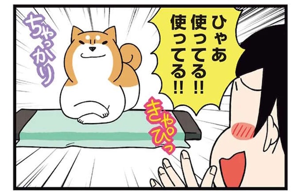 柴犬に通じない飼い主の優しさ。良かれと思って買ってきたのに.../ドヤ顔柴犬どんぐり2