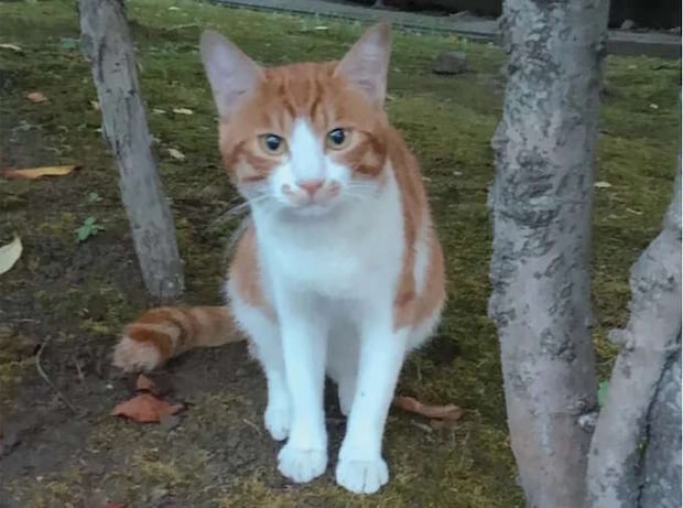 外猫時代を過ごした猫友・きつねこちゃん。寂しいけど幸せな別れ／続 ミケちゃんとやすらぎさん