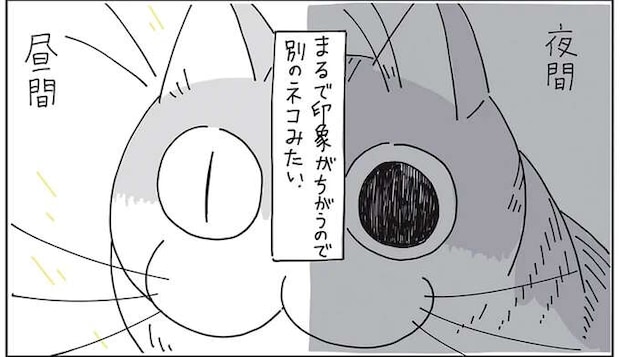 猫の目の不思議。瞳孔が激しく変わる瞬間を目撃したら...ビビった／夜は猫といっしょ