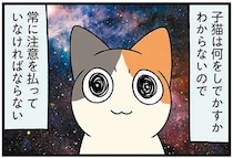 子猫は何をしでかすか分からない。えっ、なぜそこに飛び込む!?／ドヤ顔柴犬どんぐり3