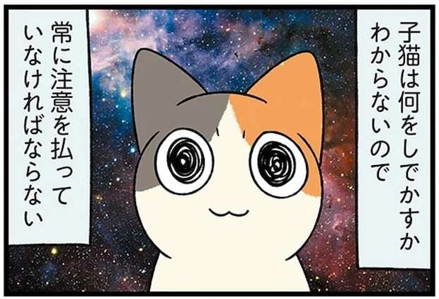 子猫は何をしでかすか分からない。えっ、なぜそこに飛び込む!?／ドヤ顔柴犬どんぐり3