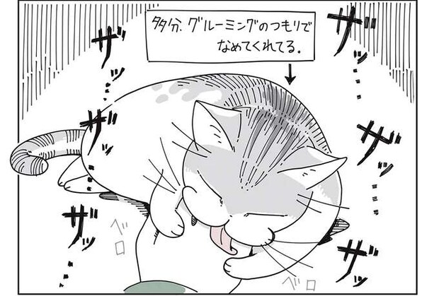 猫に手をグルーミングされて困る飼い主。痛いんだよなぁ...でも可愛いんだよなぁ／夜は猫といっしょ