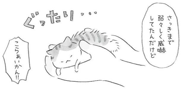 弱々しく威嚇していた子猫が命の危機に...ばーさんがタマを見つけた日/ねことじいちゃん