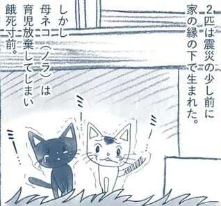 餓死寸前で保護した子猫。すくすく成長し、暴れん坊になった結果.../わたしのウチには、なんにもない。1
