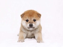 「子犬を飼いたい」と言い始めた80歳目前の義母。でも最後までお世話できる...⁉＜前編＞