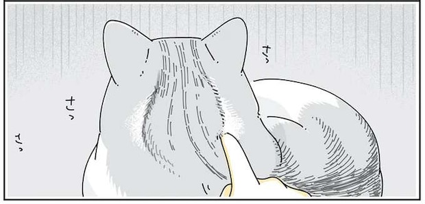 猫のもふもふ後頭部。ついやってしまいたいことは...／夜は猫といっしょ4