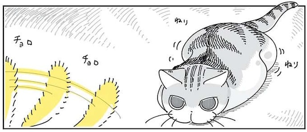 飛びつく？ 飛びつかない？ 猫と飼い主の攻防。ドキドキしているのは...／夜は猫といっしょ4