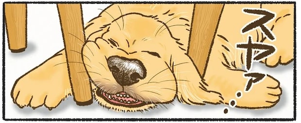 なんでそこで!? 愛犬のレトリバーがいちいち寝にくいところで.../今日もゴールデンレトリバーに癒されて