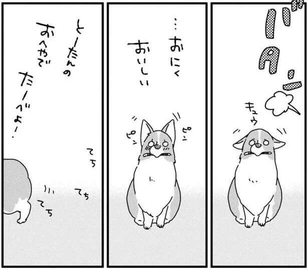 いじらしい愛犬のコーギー。おやつは「いつ、誰と食べるか」も重要!?/あしょんでよッ3