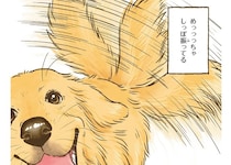 愛犬レトリバーは来客時に一応吠えるけど...めっちゃしっぽ振ってるのはなぜ／今日もゴールデンレトリバーに癒されて