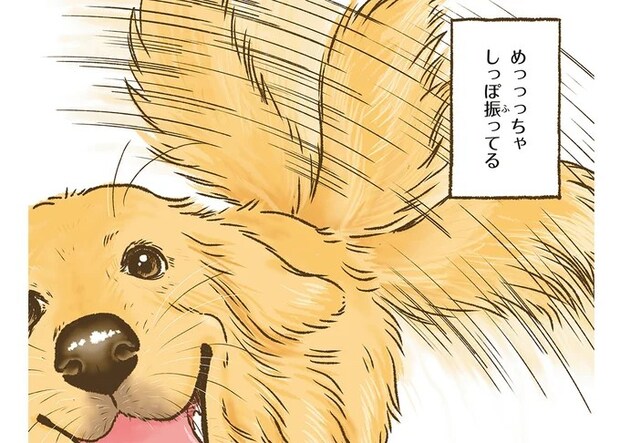 愛犬レトリバーは来客時に一応吠えるけど...めっちゃしっぽ振ってるのはなぜ／今日もゴールデンレトリバーに癒されて