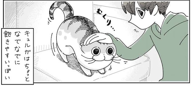 なでなでに飽きやすい猫。すぐどこかへ行っちゃう...くせに再燃？／夜は猫といっしょ4