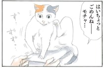 クリアファイルの上に鎮座する猫様。取ろうとしたら...なぜ？／拾い猫のモチャ1