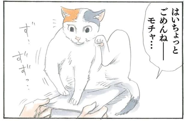 クリアファイルの上に鎮座する猫様。取ろうとしたら...なぜ？／拾い猫のモチャ1