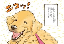 愛犬のレトリバーとびっきりの笑顔だけど...雨の日の散歩は超大変／今日もゴールデンレトリバーに癒されて