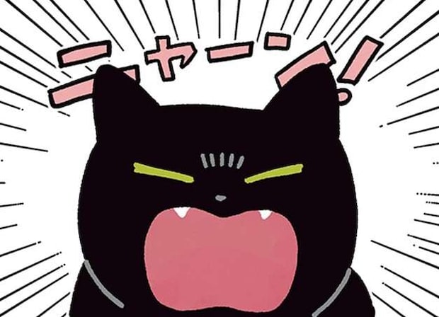 「7時に起こして」猫に言ってみた。まさか起こしてくれた上に...え?/黒猫ろんと暮らしたら4