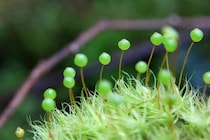 テラリウムクリエーターの資格を取得！「苔」に興味を持ってから自宅の庭が宝の山に...／キッチン夫婦