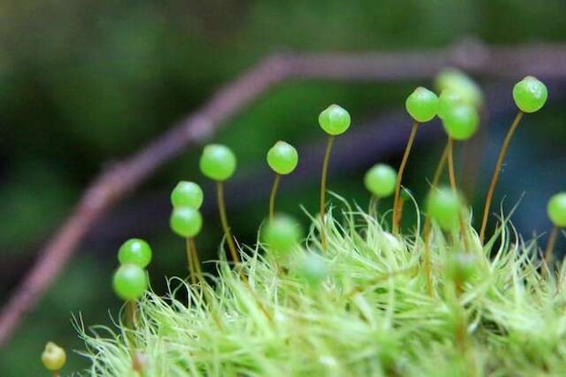 テラリウムクリエーターの資格を取得!「苔」に興味を持ってから自宅の庭が宝の山に.../キッチン夫婦