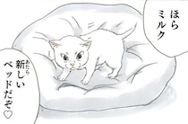 保護され、完全に家に馴染んだ子猫。新しいベッドを降りて寝床に選んだのは／拾い猫のモチャ2