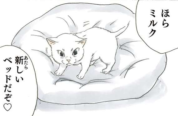 保護され、完全に家に馴染んだ子猫。新しいベッドを降りて寝床に選んだのは／拾い猫のモチャ2