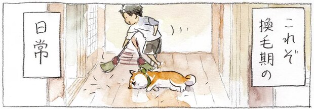 換毛期の柴犬。掃除する父vs毛を増産する柴犬の日常/柴犬ぽんちゃん、今日もわが道を行く2