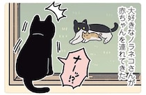 愛猫が大興奮！ 大好きなノラネコさんが赤ちゃんを連れてやってきた／黒猫ろんと暮らしたら5