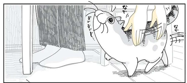 なでてほしい猫。でも気持ちが強すぎて謎の行動を...なんで？／夜は猫といっしょ5