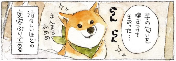 おやつの気配で横にお座りする柴犬。自分の分もあると信じて疑わぬ眼で.../柴犬ぽんちゃん、今日もわが道を行く2