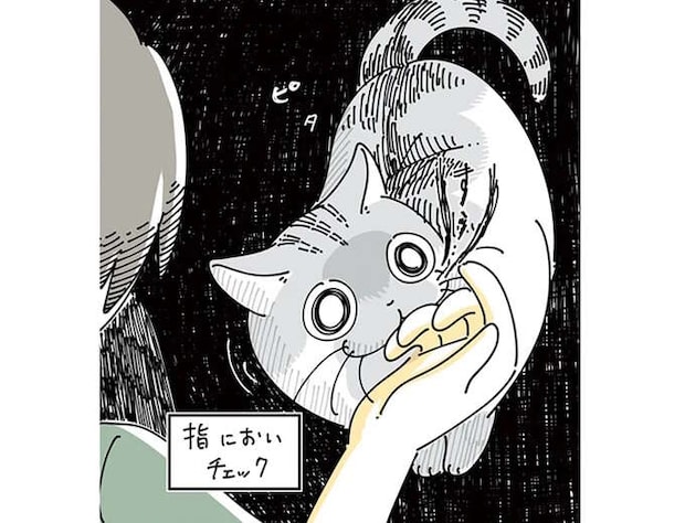 なでられたくてグングン迫ってくる猫。なのに一瞬、冷静になる瞬間が...／夜は猫といっしょ5