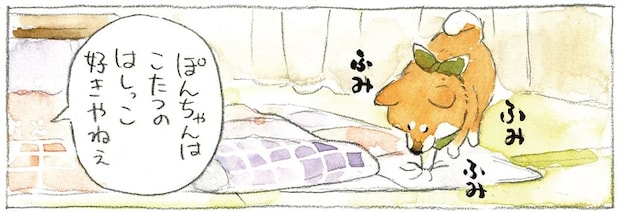 【悲報】わが家の柴犬はどんなに着飾っても「おじさん」になることが判明/柴犬ぽんちゃん、今日もわが道を行く2