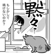 ベランダに居付いた猫を雪から守る！ 暖かい寝床を用意した結果は／ブリちゃん日記