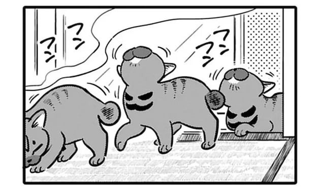 「外猫は短命」と聞いて...ベランダに居付いた猫を保護すると決意。マタタビでおびき寄せて／ブリちゃん日記