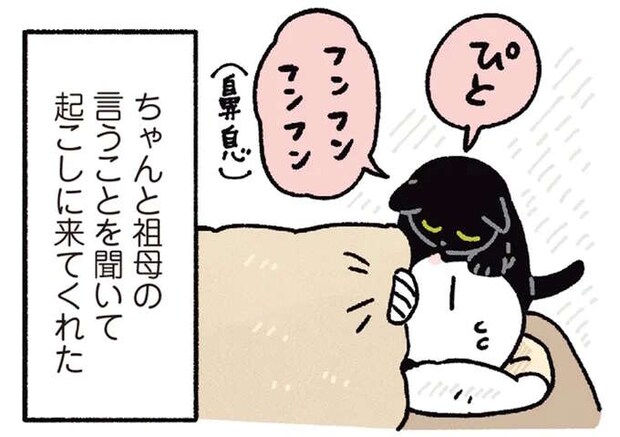猫と帰省中。起きてこない飼い主に「起こしておいで」と放たれた祖母からの使者／黒猫ろんと暮らしたら6