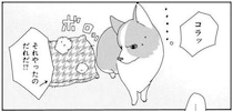 イタズラした愛犬コーギーを叱った結果。目を合わせたら負け？／あしょんでよッ5