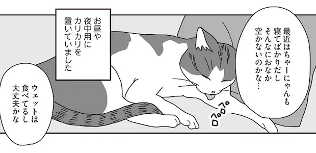 15歳の猫がカリカリを食べなくなった。それが「きざし」だった...／世界一幸せな飼い主にしてくれた猫