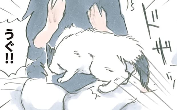 猫が走ってきたいきなり「ドザッ」。理不尽な扱いに飼い主は...／拾い猫のモチャ4