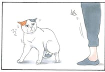 「あなた誰!?」と警戒する猫。フードとマスクを外してみたら？／拾い猫のモチャ4