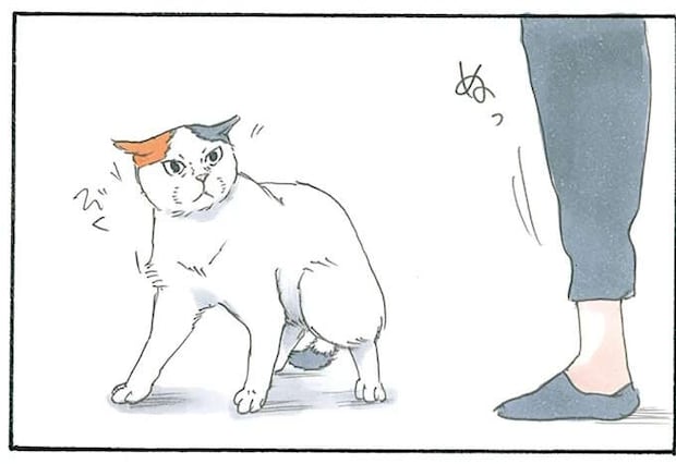 「あなた誰!?」と警戒する猫。フードとマスクを外してみたら？／拾い猫のモチャ4