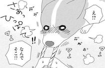 やっぱりこっち！ 愛犬コーギーが新しいおもちゃをもらったが、結局選ぶのは？／あしょんでよッ6