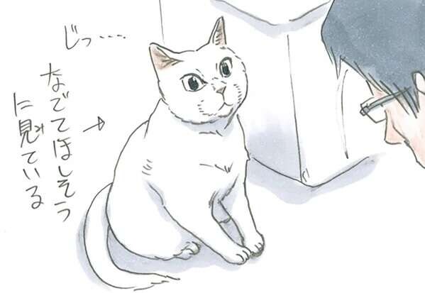 保護された子猫の幸せそうな日常。なでてほしそうに見ていると思ったら...／拾い猫のモチャ4